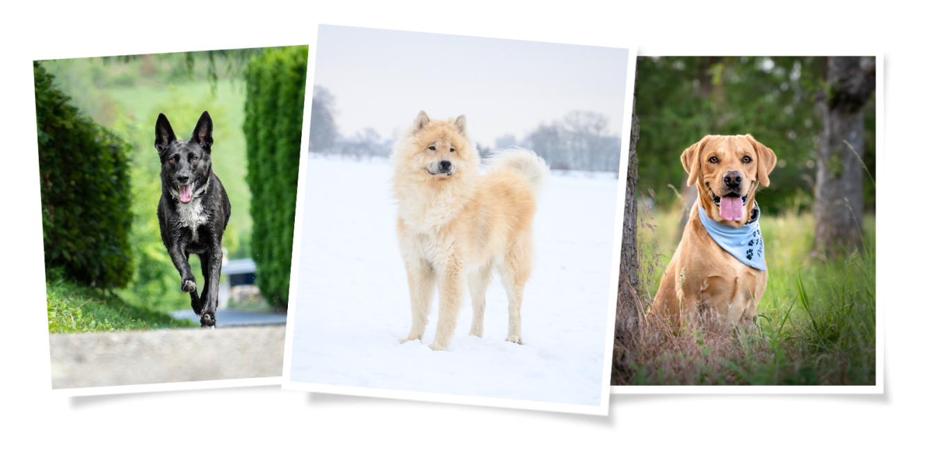 Zum Fotobuch Hundefotografie Hundeportraits